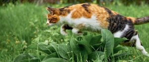 Какие запахи чувствуют кошки?