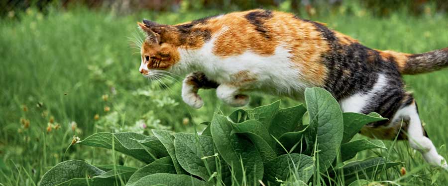 Лучшие вкусы кормов для кошек