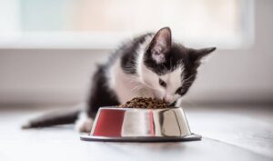 Где производят корма для кошек?