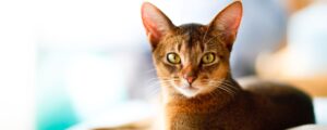 Корм для кошек с чувствительным пищеварением. Кому подходит?