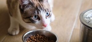 Где производят корма для кошек?