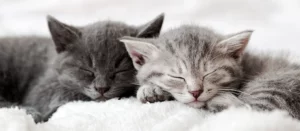 Сколько зубов у кошки?